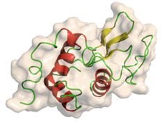 Lysozyme