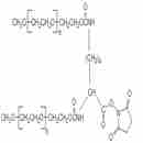 二(甲氧基聚乙二醇)-琥珀酰亞胺酯 MPEG2-NHS