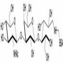 Lacto-N-Triaose / LNT2 linked to BSA