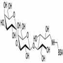 異球抗原三糖-BSA
