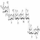 唾液酸-SSEA-4 六糖類似物1型