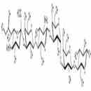 唾液酸iGb5類似物2型