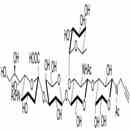 唾液酸 Lewis X抗原五糖-N-乙?；?丙炔