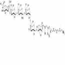 SSEA-4六糖-β-N-乙酰基-空間構(gòu)型1-胺