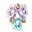 BC2LC-Nt，來(lái)源于洋蔥伯克氏菌