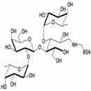 乳糖二巖藻糖四糖-BSA
