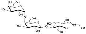 GB3鏈接牛血清白蛋白 Globotriaose linked to BSA/ Gb3-BSA / Pk antigen linked to BSA