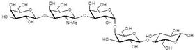 階段特異性胚胎抗原3a Globopentaose (Gb5) / Stage Specific Embryonic Antigen 3a / SSEA-3a