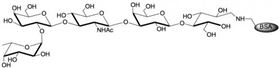 H血型抗原五糖1型-BSA  , Blood group H antigen pentaose type 1 linked to BSA/ Lacto-N-fucopentaose I linked to BSA/ LNFP I - BSA