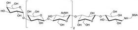 Galili抗原七糖-BSA, Galili antigen heptaose linked to BSA