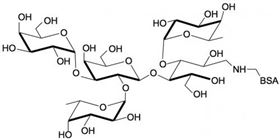 3-巖藻糖-B血型抗原四糖-BSA, 3-Fucosylated Blood group B tetraose linked to BSA