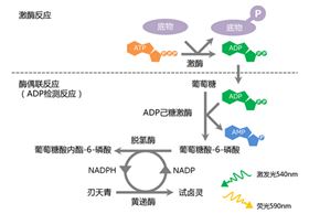 Fluorospark® 激酶/ADP多重檢測試劑盒檢測原理