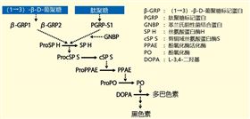 細菌、真菌高靈敏度檢測試劑 SLP-HS Single Reagent Set II