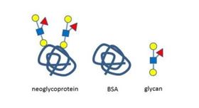 Neoglycoproteins 