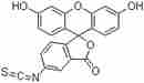 FITC; 異硫氰酸熒光素酯