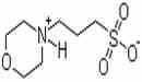 3- (N-嗎啡啉)乙磺酸