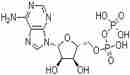5’-二磷酸腺苷