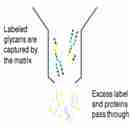 Glycan Purification Systems 多糖純化系統