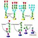 Glycan Release Kits 多糖釋放試劑盒