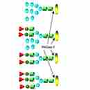 Endoglycosidases 內切糖苷酶