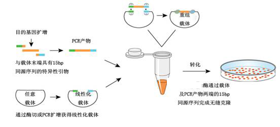 無縫克隆技術原理