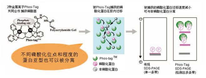 分析磷酸化蛋白的新方法 - WAKO 磷酸化蛋白<font color='red'>電泳試劑</font>Phos-tag 系列