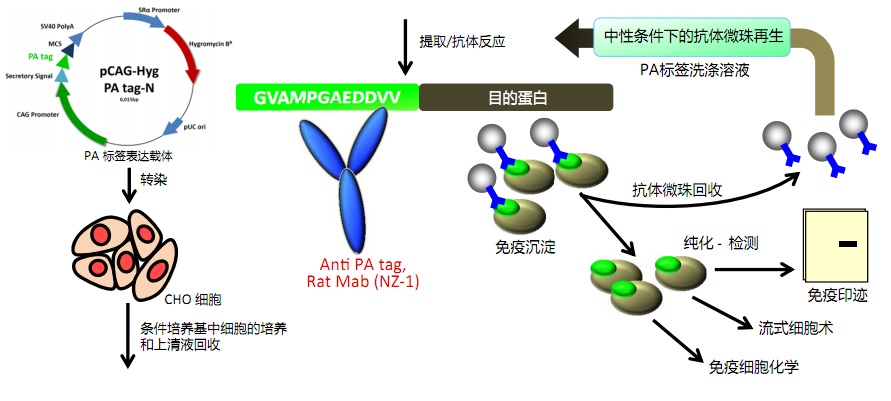 動物宿主細胞的新型親和標簽系統(tǒng)