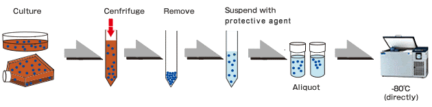 cell  freezing