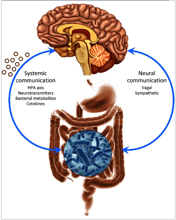 “腦-腸軸”理論