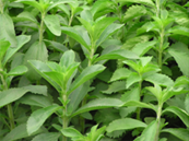 Stevia rebaudiana Bertoni 甜菊葉