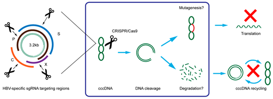 利用CRISPR/Cas9系統(tǒng)高效抑制HBV復(fù)制