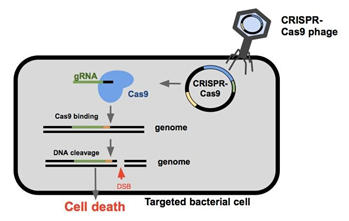 CRISPR基因組編輯系統產生定制的腸道細菌