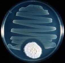 低劑量青霉素對微生物培養的影響