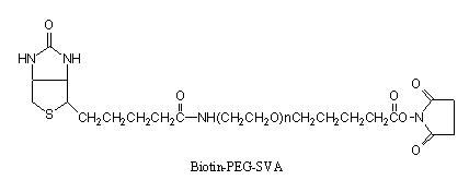 生物素-PEG-琥珀酰亞胺戊酸酯 Biotin-PEG-SVA