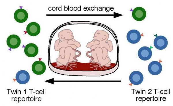 PLoS Comput Biol：出生之前所產生的免疫<font color='red'>細胞克隆</font>或會在機體中持續存在幾十年