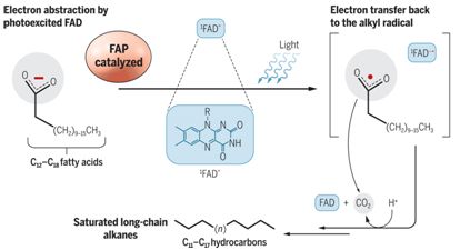 Science：發現一種<font color='red'>海藻光致酶</font>直接利用藍光將脂肪酸轉化為烴類化合物