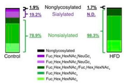 肥胖導致2型糖尿病的一個主要的機制