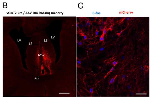 PNAS：如何讓小鼠吃的更少？