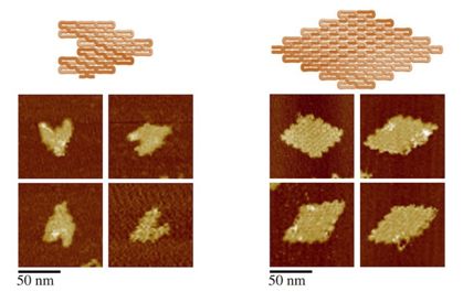 Science：重大進展！開發出<font color='red'>單鏈DNA</font>/RNA折紙術