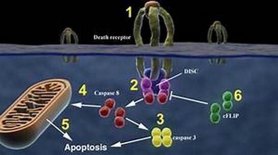 EbioMedicine：“<font color='red'>死亡受體</font>”—預測2型糖尿病和心血管疾病的新型生物標志物