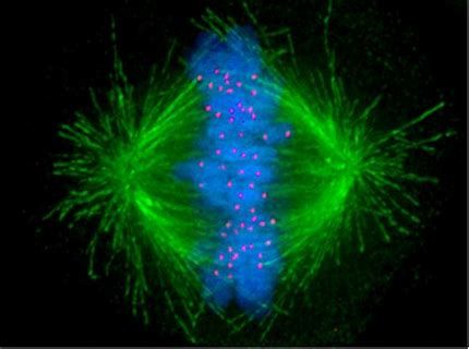 JCB：研究發(fā)現(xiàn)參與有絲分裂檢查點的新分子