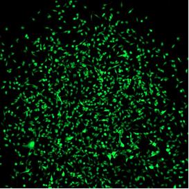 Cell Stem Cell：突破！新型小鼠模型能夠制造出發綠光的干細胞！