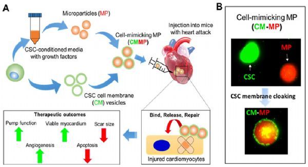 干細(xì)胞治療心臟病受阻？來看看最新的細(xì)胞模擬微粒！