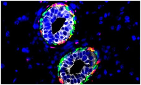 Science：巨噬細胞竟是維持乳腺干細胞的“搖籃”