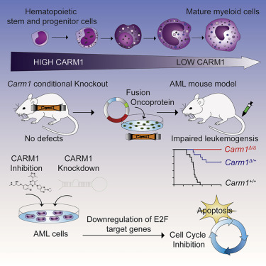 Cancer Cell：美科學家發現克制白血病又不傷害正常造血的關鍵分子