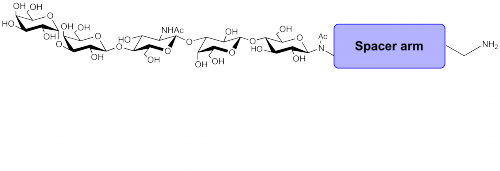 Galili抗原五糖-β-N-乙酰基-空間構型1-胺