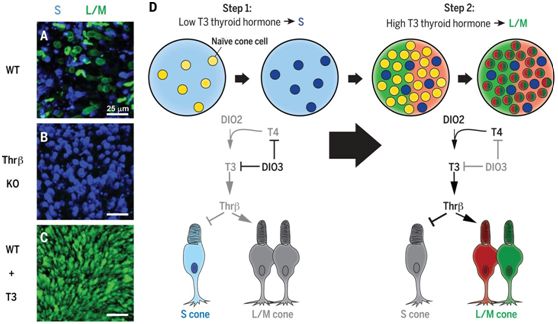 意外！甲狀腺激素水平竟調(diào)節(jié)人<font color='red'>視網(wǎng)膜</font>中三種視錐細(xì)胞的產(chǎn)生