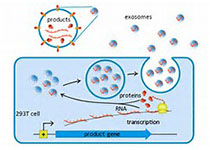 外泌體的應用——有機遇，也有挑戰