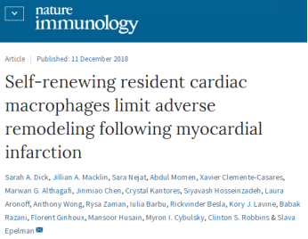 巨噬細胞是幫助<font color='red'>心臟修復</font>甚至再生的關鍵