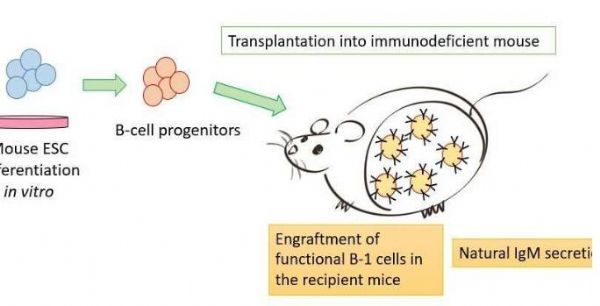 重磅！科學(xué)家在小鼠體內(nèi)成功制造出可供移植的功能性B細胞